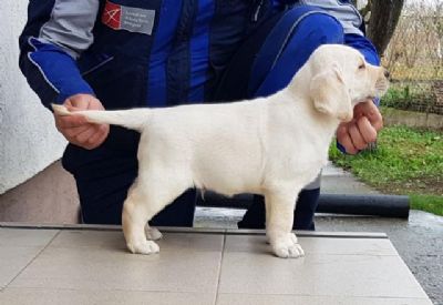 Labrador retriver stenci