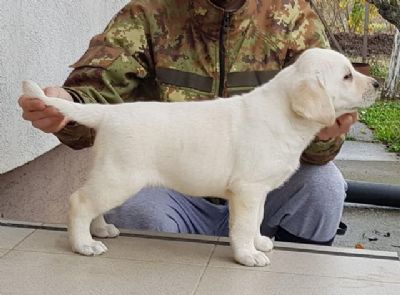 Labrador retriver stenci