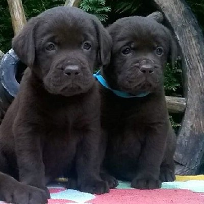 Labrador Retriver tenci okoladne (brao