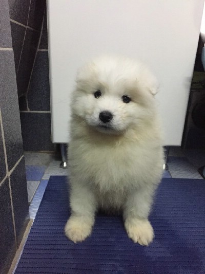 Sibirski samojed tenci