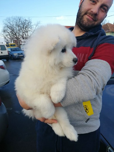 Sibirski samojed tenci