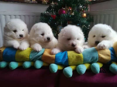 Sibirski samojed tenci