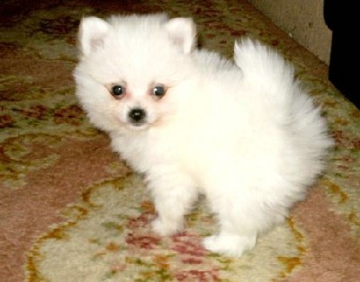 Pomeranac