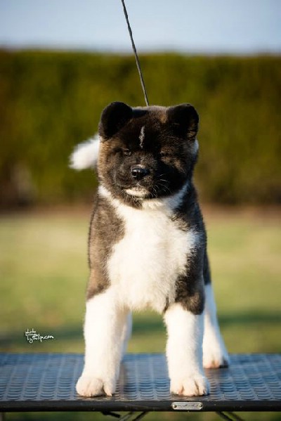 AMERICKA AKITA - vrhunskog kvaliteta