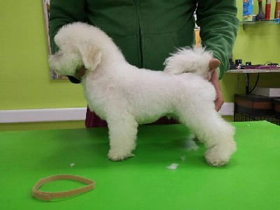 Bichon Frise 