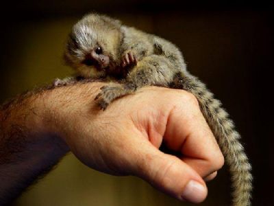 oglasi, Djeji majmuni Marmoset za usvajanje