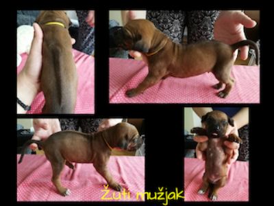 oglasi, Rhodesian ridgeback - vrhunsko leglo