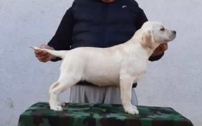 Labrador retriver stenci