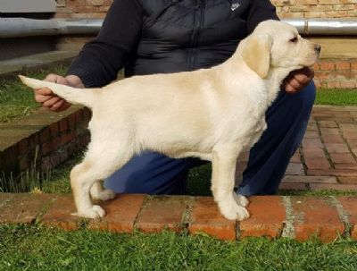 Labrador retriver stenci