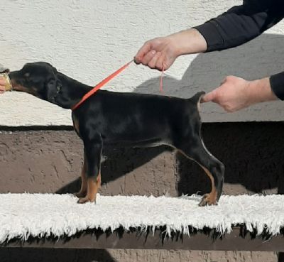 Doberman tenci