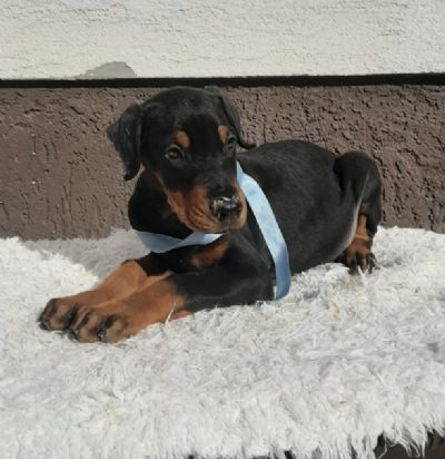 Doberman tenci