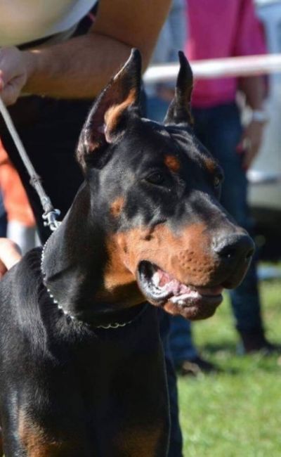 oglasi, Doberman tenci