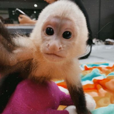 oglasi, Cute Little Female Capuchin
