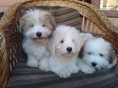 tenci COTON DE TULEAR 