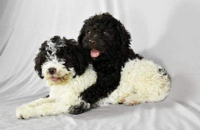 Lagotto Romagnolo tenci