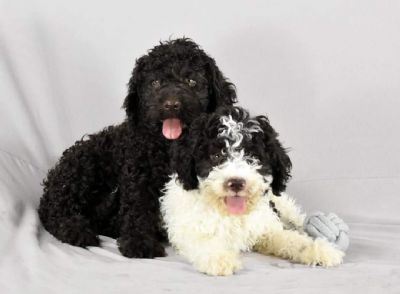 Lagotto Romagnolo tenci