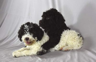 Lagotto Romagnolo tenci