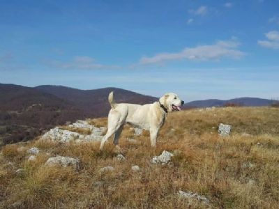 oglasi, Srednjeazijski ovar VRHUNSKI tenci