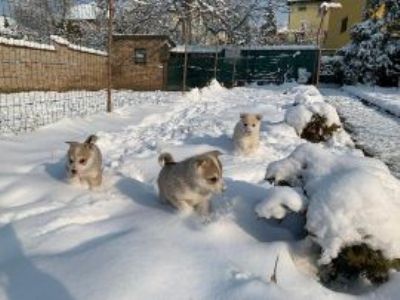 Zapadno Sibirska Lajka