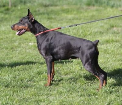 DOBERMAN TENAD