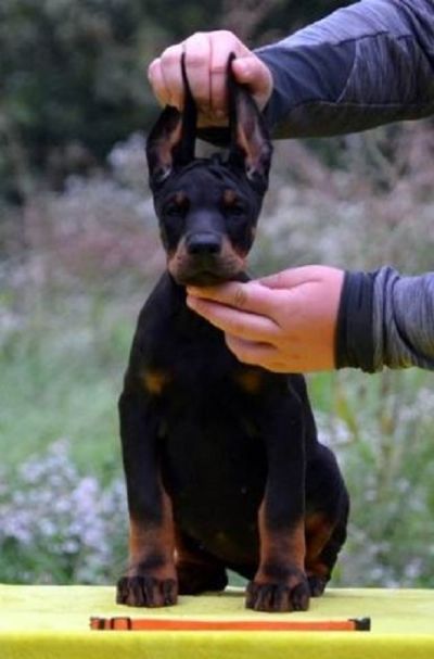 DOBERMAN TENAD