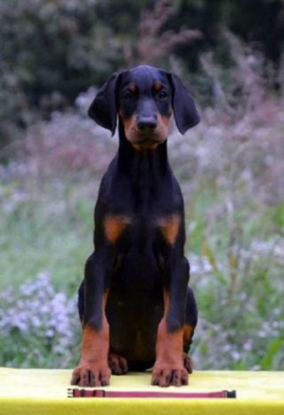 oglasi, DOBERMAN TENAD