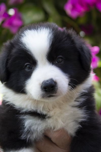 Border collie tenad 