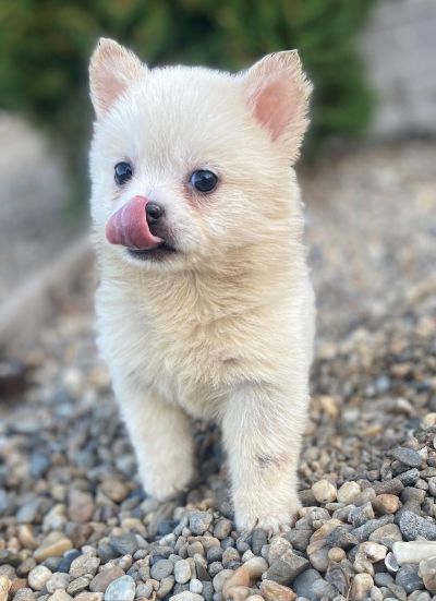 Pomsky- pomski, patuljasti i mali, profe