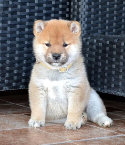 Shiba Inu tenci