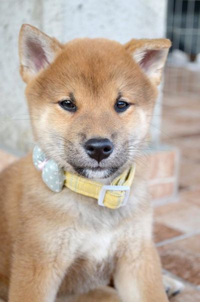 Shiba Inu tenci