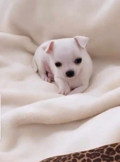 Prelepe mini chihuahue princess