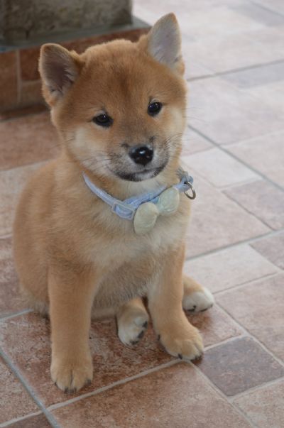 Shiba Inu tenci