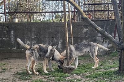 oglasi, ehoslovaki vuiji pas - tenci na prod