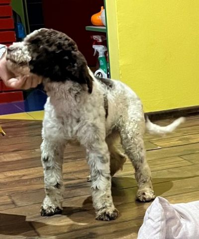 Lagotto Romagnolo SVIH UZRASTA