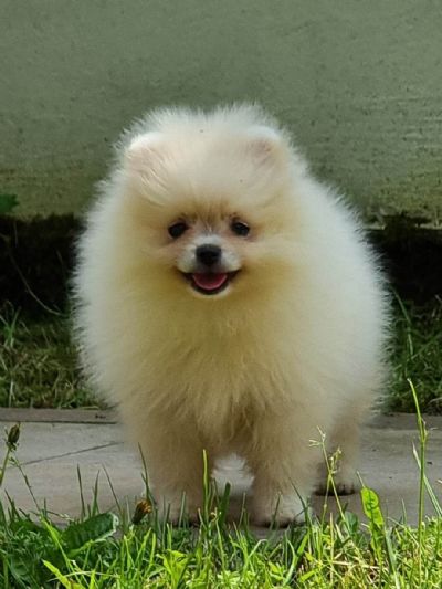 Pomeranac Boo enkica 