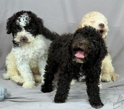 Lagotto Romagnolo PRELEPI tenci