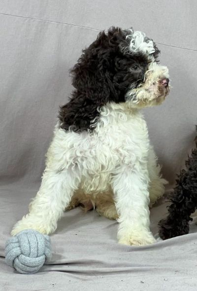 Lagotto Romagnolo PRELEPI tenci