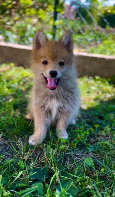 Pomsky PRELEPI stenci