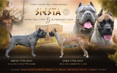 oglasi, Cane Corso Kane Korso