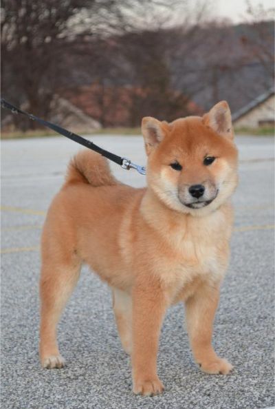 Shiba Inu tenci