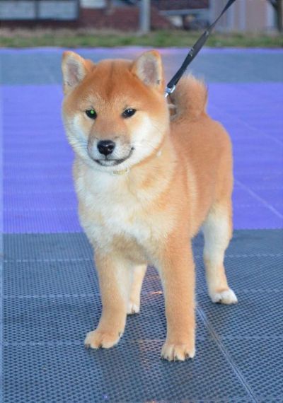 Shiba Inu tenci