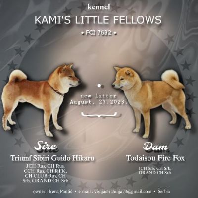 Shiba Inu tenci