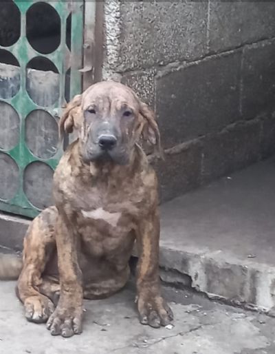 Presa Canario tenci