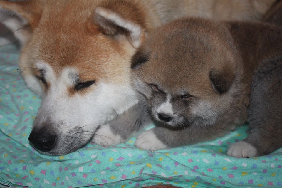 Japanska akita / Akita inu