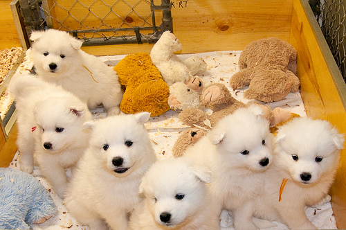 oglasi, Sibirski  samojed i haski tenci 