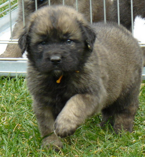 LEONBERGER TENAD