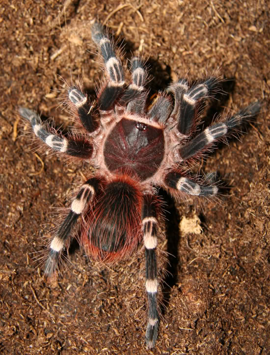 Prodajem tarantule !!!