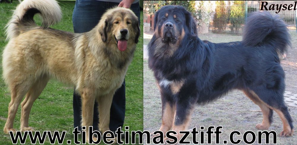 Tibet mastiff, Do-khyi