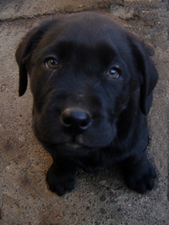 oglasi, tenci labradora