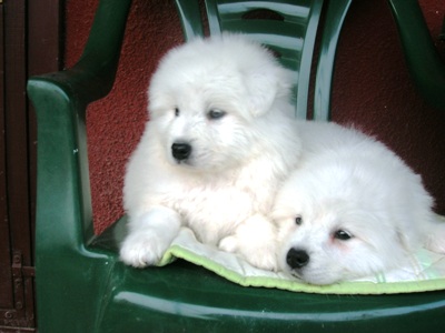 samojed